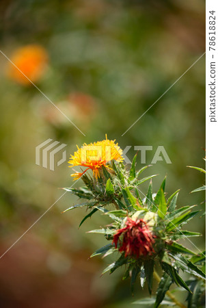 Safflower Safflower 78618824