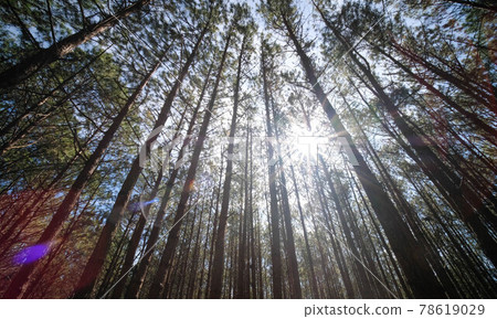 View up or bottom view of pine trees in forest in sunshine. Royalty high-quality free stock photo image scenic view of big and tall pine tree with sun light in the forest when looking up blue sky View up or bottom view of pine trees in forest in sunshine. Royalty high-quality free stock photo image scenic view of big and tall pine tree with sun light in the forest when looking up blue sky 78619029