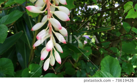 [Tropical flowers] White and pink gradation, shell ginger flower buds 78619426