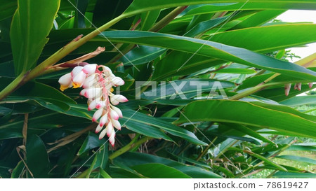 [Tropical flowers] White and pink gradation, shell ginger flower buds 78619427