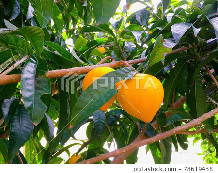 [Tropical fruit] Canistel that tastes like the yolk of a sweet boiled egg 78619438