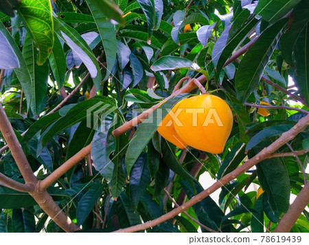 [Tropical fruit] Canistel that tastes like the yolk of a sweet boiled egg 78619439