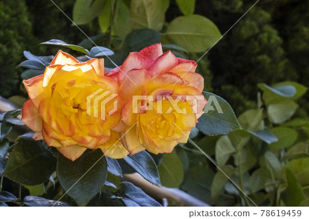 Rose flower with a mixture of orange and pink colors June Tokyo 78619459