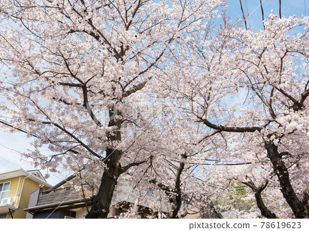 Spring cherry blossom tunnel Spring cherry blossom tunnel 78619623