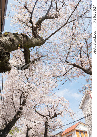 Spring cherry blossom tunnel 78619624