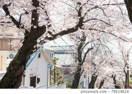 Spring cherry blossom tunnel Spring cherry blossom tunnel 78619628