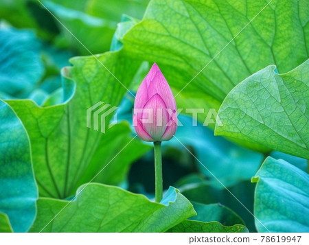 Bud lotus flower Bud lotus flower 78619947
