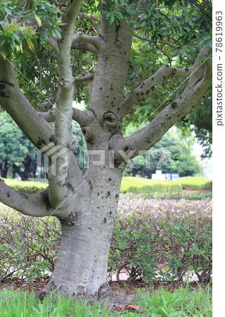 厚實的樹乾和楊梅樹皮 厚實的樹乾和楊梅樹皮 78619963