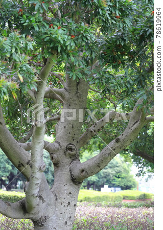 Thick trunk and bark of bayberry 78619964
