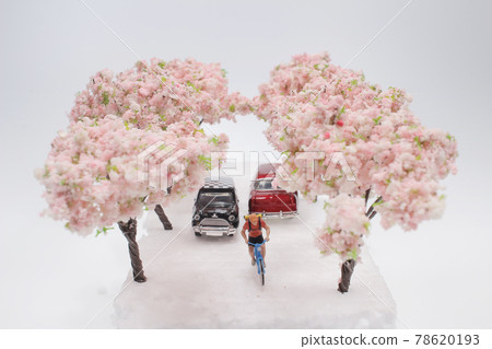 a Cherry Blossoms between a car and bike in the road a Cherry Blossoms between a car and bike in the road 78620193