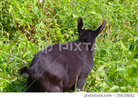 a Goats Standing On Field at hong kong a Goats Standing On Field at hong kong 78620682