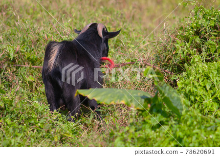 a Goats Standing On Field at hong kong a Goats Standing On Field at hong kong 78620691