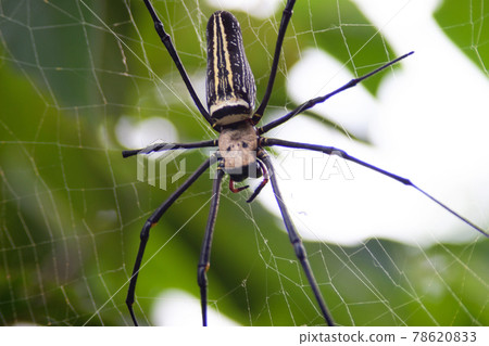 Madagascar Giant Silk Spider at nature back ground 78620833