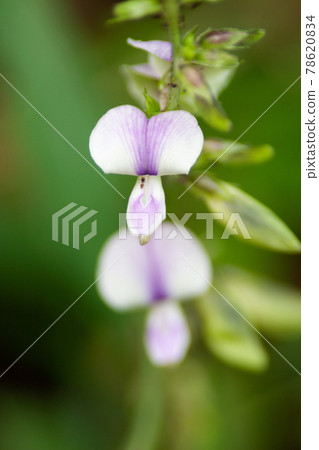 the flower and plants at nature background the flower and plants at nature background 78620834