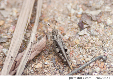 a Gray grasshoper macro - selective focus, copy space 78620835