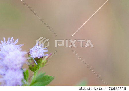 the flower and plants at nature background the flower and plants at nature background 78620836