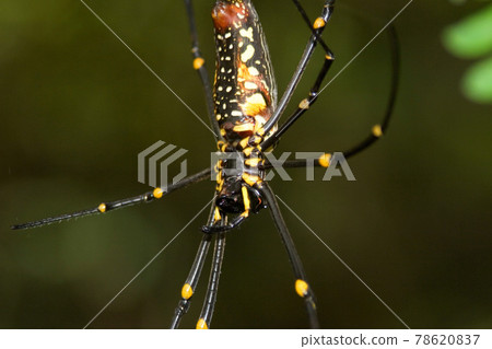 Madagascar Giant Silk Spider at nature back ground 78620837