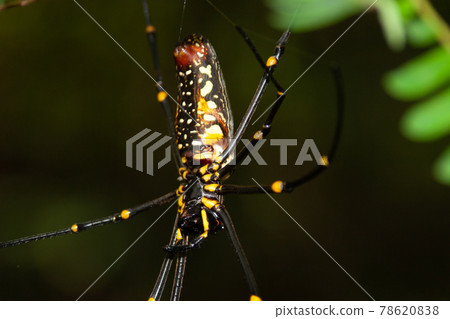 Madagascar Giant Silk Spider at nature back ground Madagascar Giant Silk Spider at nature back ground 78620838
