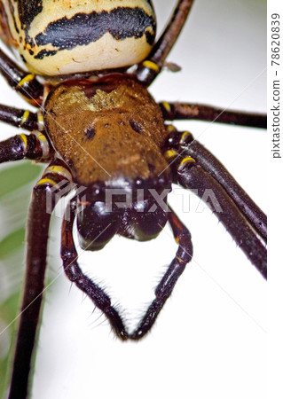 Madagascar Giant Silk Spider at nature back ground Madagascar Giant Silk Spider at nature back ground 78620839