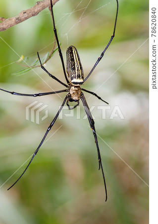 Madagascar Giant Silk Spider at nature back ground Madagascar Giant Silk Spider at nature back ground 78620840