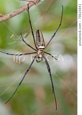 Madagascar Giant Silk Spider at nature back ground Madagascar Giant Silk Spider at nature back ground 78620841