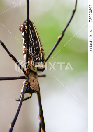 Madagascar Giant Silk Spider at nature back ground Madagascar Giant Silk Spider at nature back ground 78620843