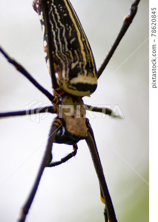 Madagascar Giant Silk Spider at nature back ground 78620845