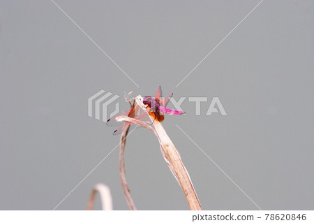 Closeup of a Dragonfly, scientific name is Anisoptera 78620846