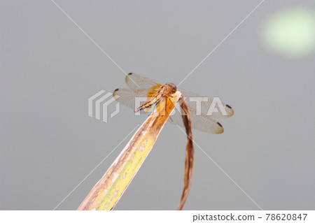 Closeup of a Dragonfly, scientific name is Anisoptera 78620847