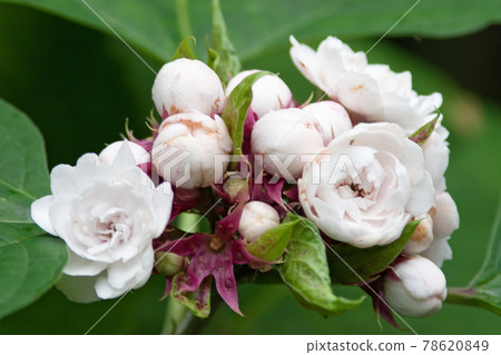 the flower and plants at nature background the flower and plants at nature background 78620849