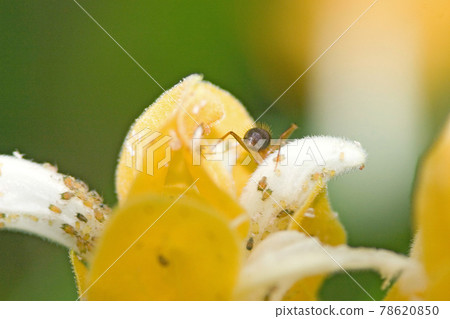 the flower and plants at nature background 78620850