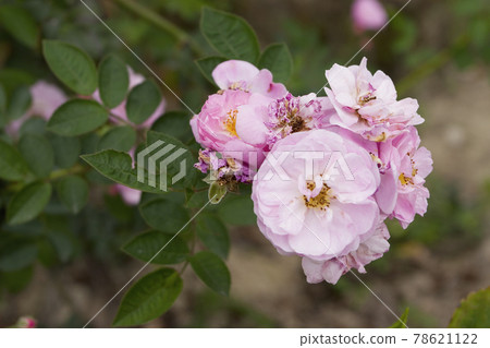 a double pink bloom, with darker stripes 78621122