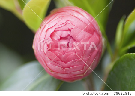 the redof flower Camellia Debutante japonica the redof flower Camellia Debutante japonica 78621813