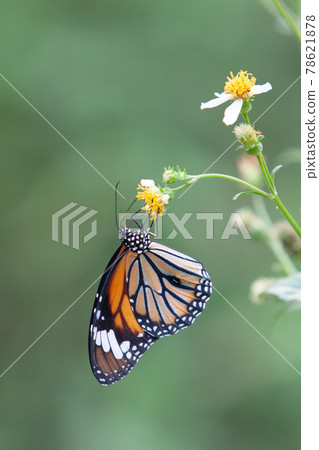 a Monarch Butterfly at Fung Yuen hong kong 78621878