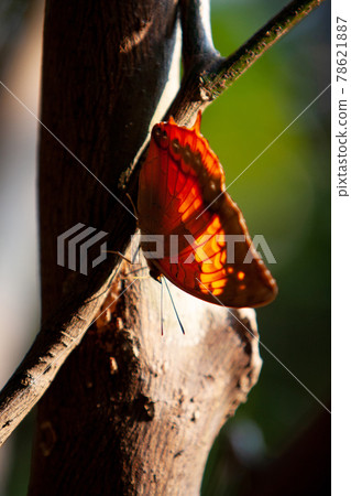 a butterfly that looks like a dry dead leaf a butterfly that looks like a dry dead leaf 78621887