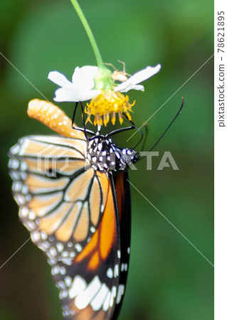 a Monarch Butterfly at Fung Yuen hong kong a Monarch Butterfly at Fung Yuen hong kong 78621895