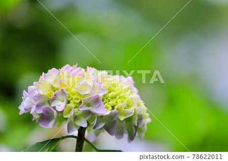 津市風早之裡的繡球花 津市風早之裡的繡球花 78622011