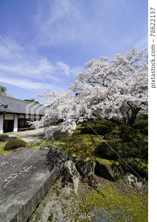 Hirokawadera cherry blossom landscape Hirokawadera cherry blossom landscape 78622137