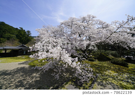 廣川寺櫻花景觀 廣川寺櫻花景觀 78622139
