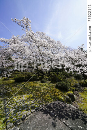 Hirokawadera cherry blossom landscape 78622141