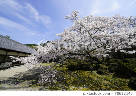 廣川寺櫻花景觀 78622143