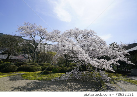 Hirokawadera cherry blossom landscape 78622151