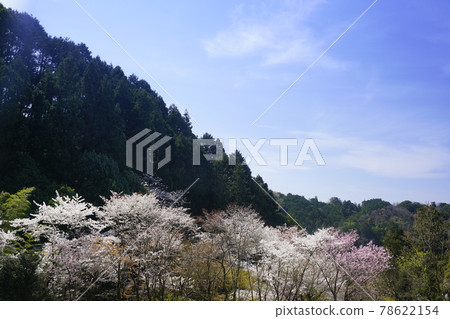 Hirokawadera cherry blossom landscape 78622154