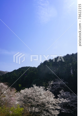 Hirokawadera cherry blossom landscape 78622155