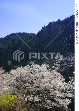 廣川寺櫻花景觀 78622156