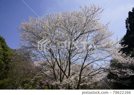 廣川寺櫻花景觀 78622166
