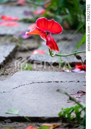 Red poppies contrasting with the stone slabs moistened by spring rain Red poppies contrasting with the stone slabs moistened by spring rain 78622791