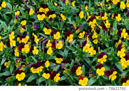 A pretty pansy with yellow and purple hues A pretty pansy with yellow and purple hues 78622792