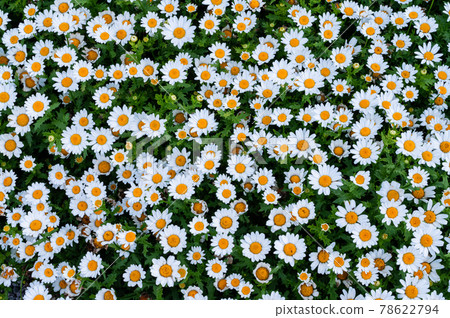 Shasta daisies blooming in spring, beautifully in white and yellow Shasta daisies blooming in spring, beautifully in white and yellow 78622794