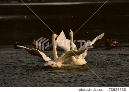 Swan in Oike Swan in Oike 78622888